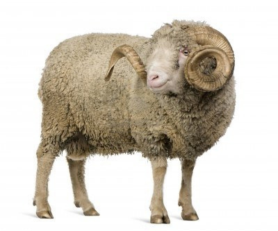 7121202-arles-merino-sheep-ram-5-years-old-standing-in-front-of-white-background.jpg