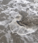 DC0A5233-B44F-43D7-8A29-702A0B2786B0.jpg
