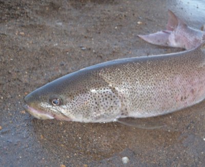 Rs[ ` P7160024.jpg