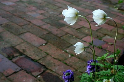 IMG_4890.jpg