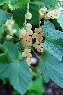 IMG_5001.jpg