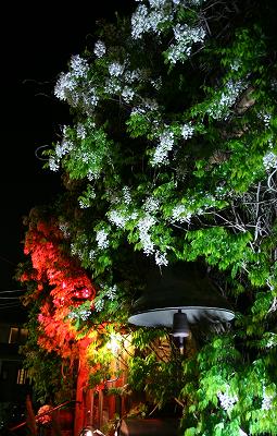IMG_7911.jpg