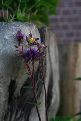 _MG_7377.jpg
