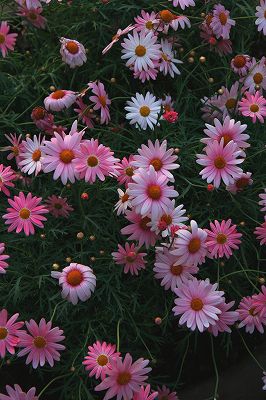 _MG_7407.jpg