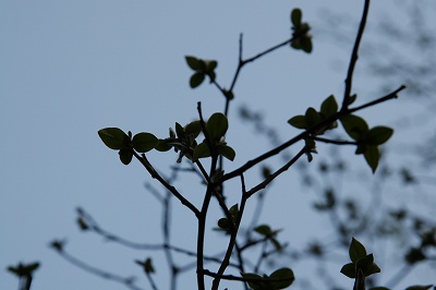 _MG_7437.jpg