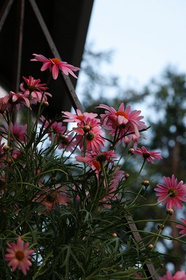 _MG_7443.jpg