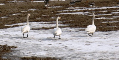 s-aa` IMG_2709.jpg
