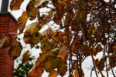 s-aa_MG_1817.jpg