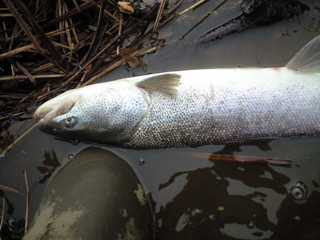image-20121117193754.png