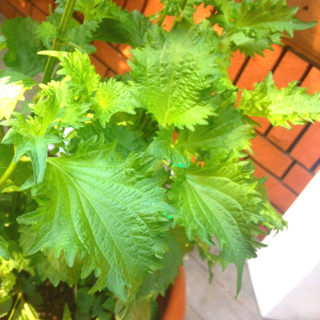image-20150717143825.png