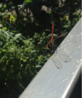 image-20160903231901.png